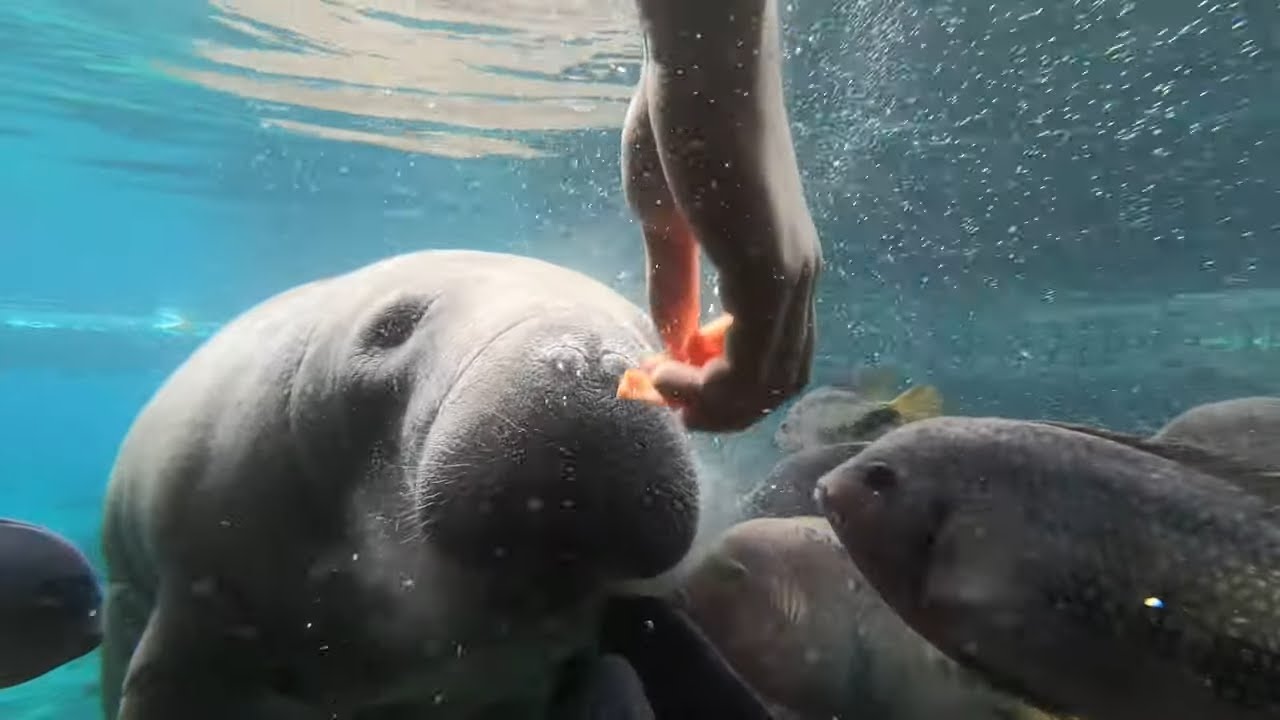 ZEEKOEIEN VOEREN bij Burgers' Zoo | 🔴 Live video 🔴