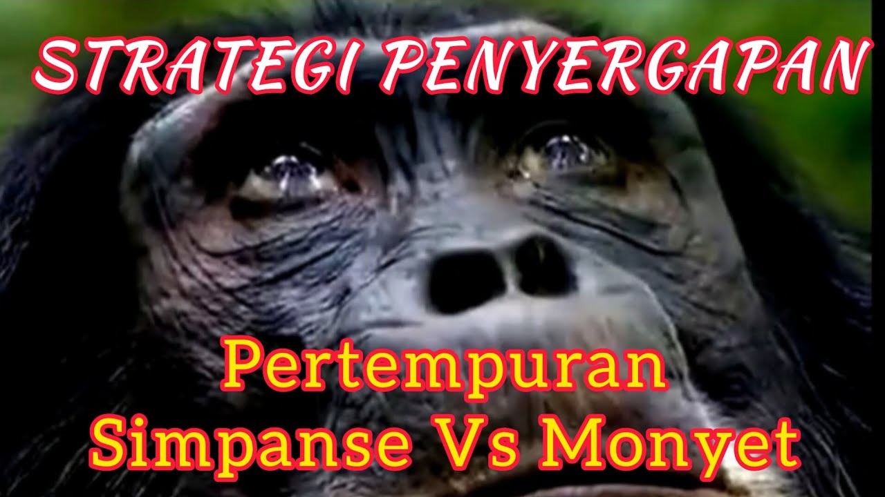 PERTEMPURAN SIMPANSE VS MONYET (@bayusamudrajember9885) #animals #viralvideo #hiburan