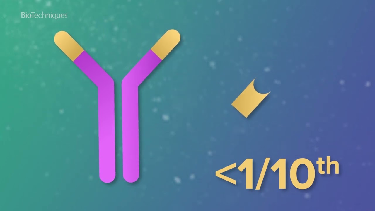 Introduction to single domain antibodies