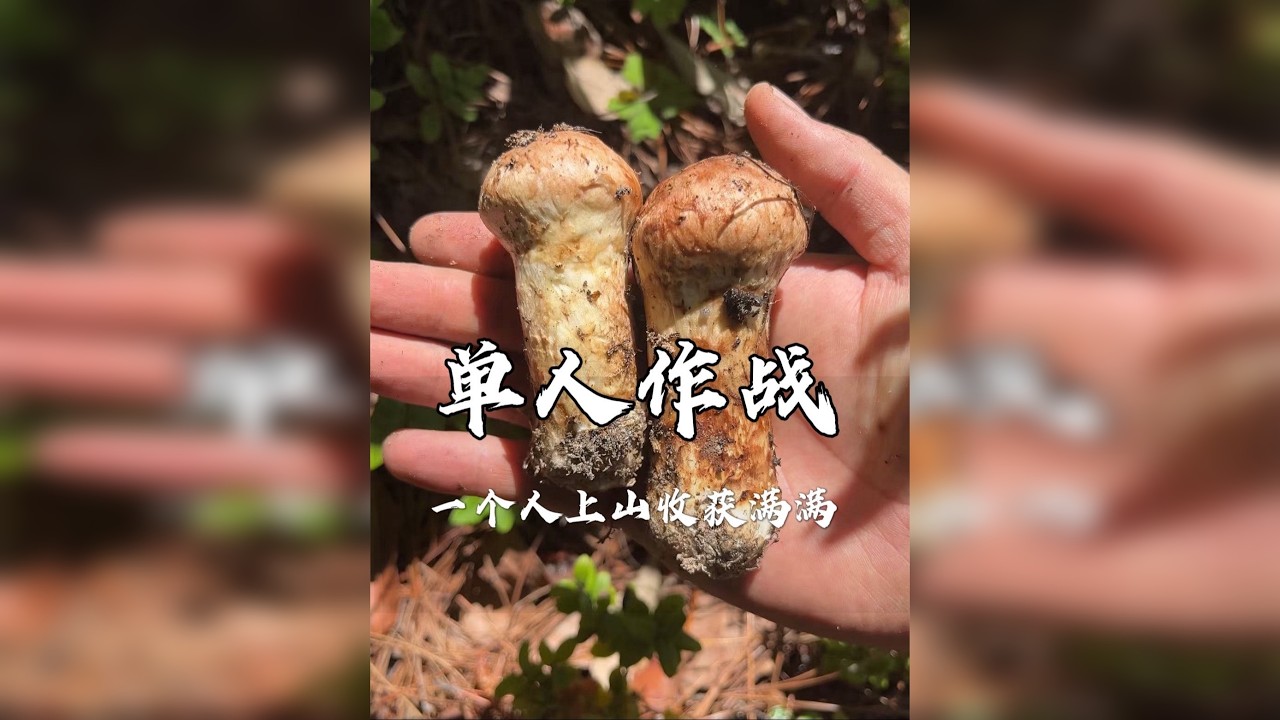这几天一个人上山，能采到多少松茸