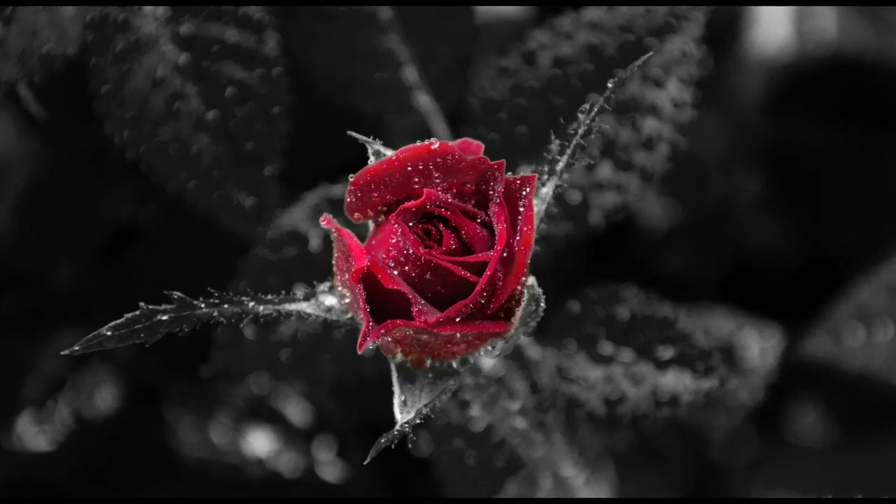 Amoss - Carl [Patreon Exclusive]