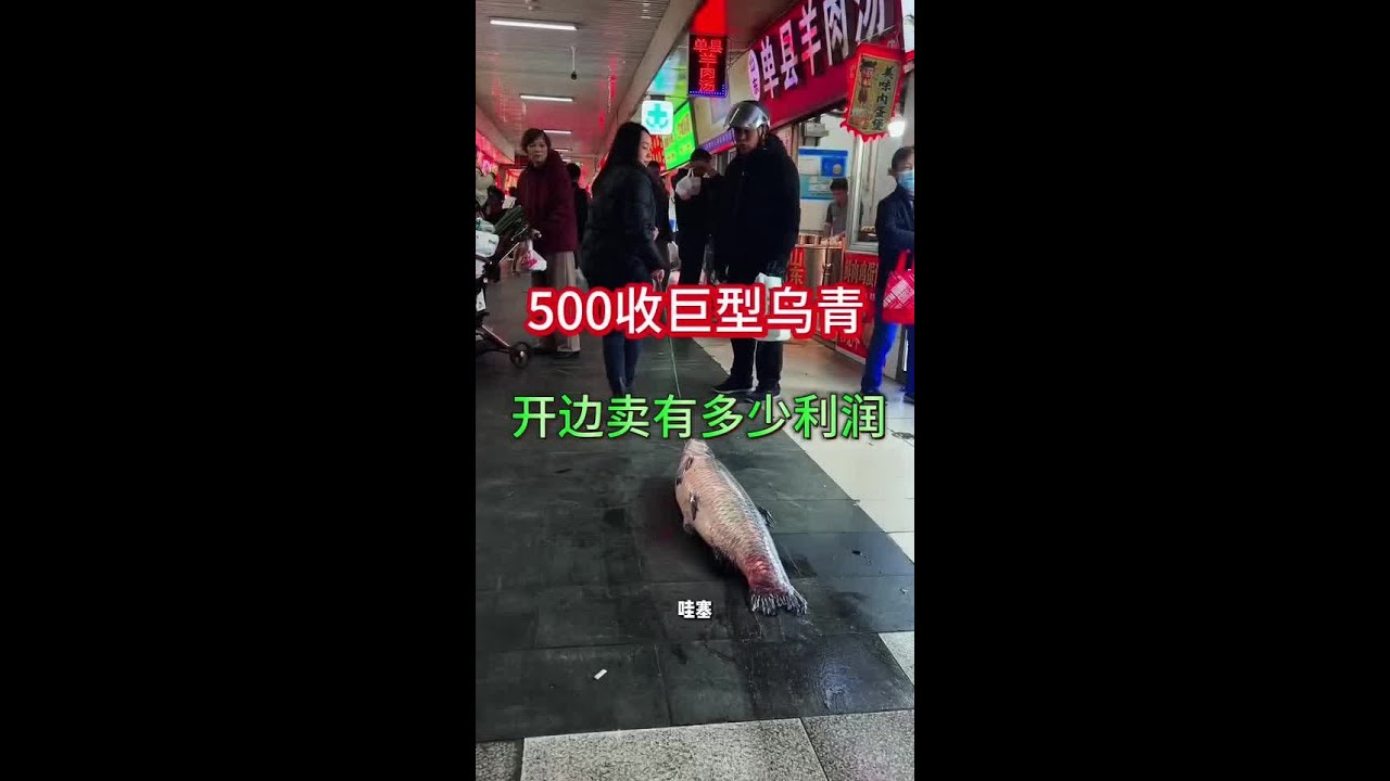 500块的巨型乌青，开边卖有利润吗？#美食#记录生活#乌青