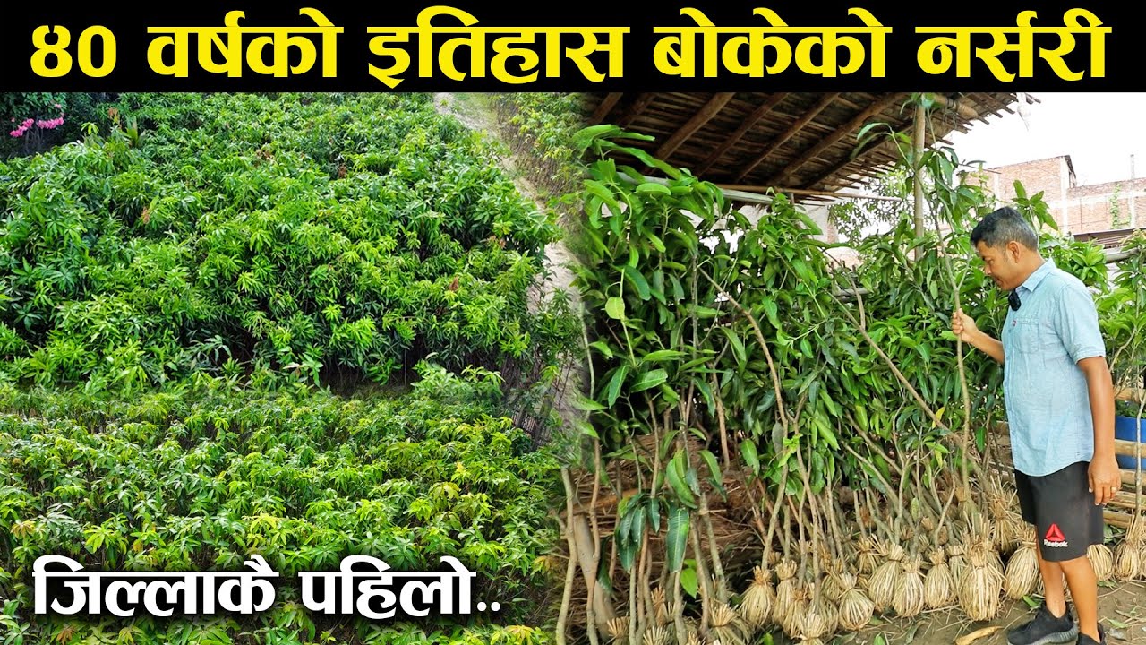 ४० वर्षको इतिहास बोकेको एउटा नर्सरी - A nursery with a 40-year history