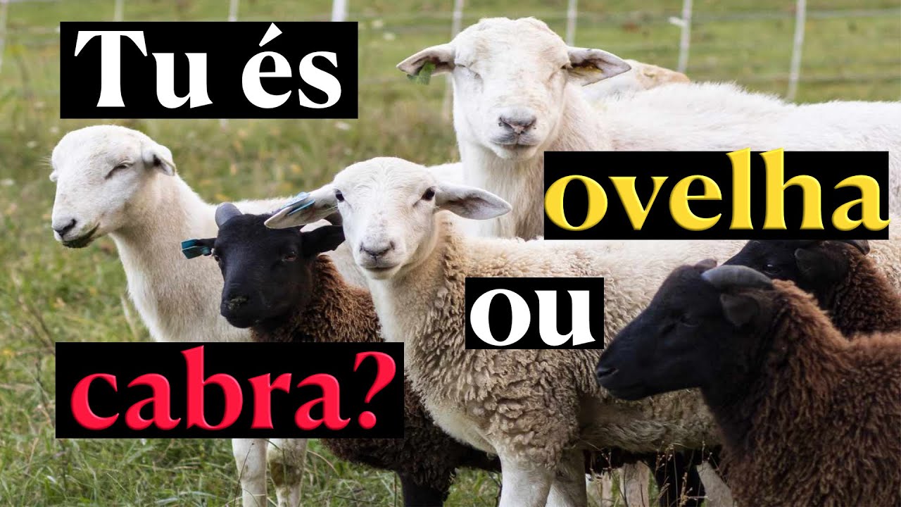 Tu és ovelha ou cabra? (Kedoshim)