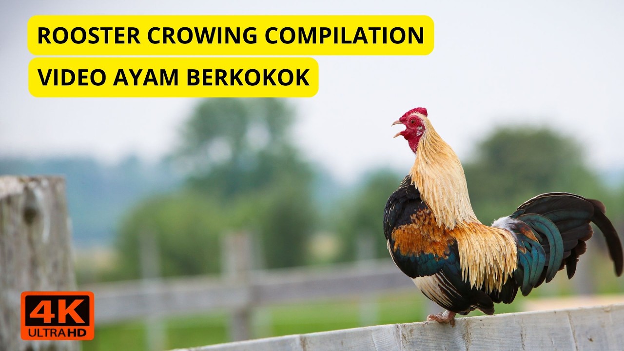 Kompilasi Ayam Jago Berkokok (Berbagai Jenis dari Seluruh Dunia)