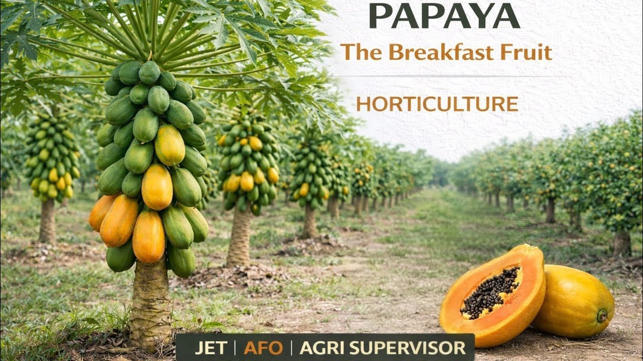 Papaya | Papaya Full Explained | Horticulture | JET | AFO | Agriculture Competitive Exams