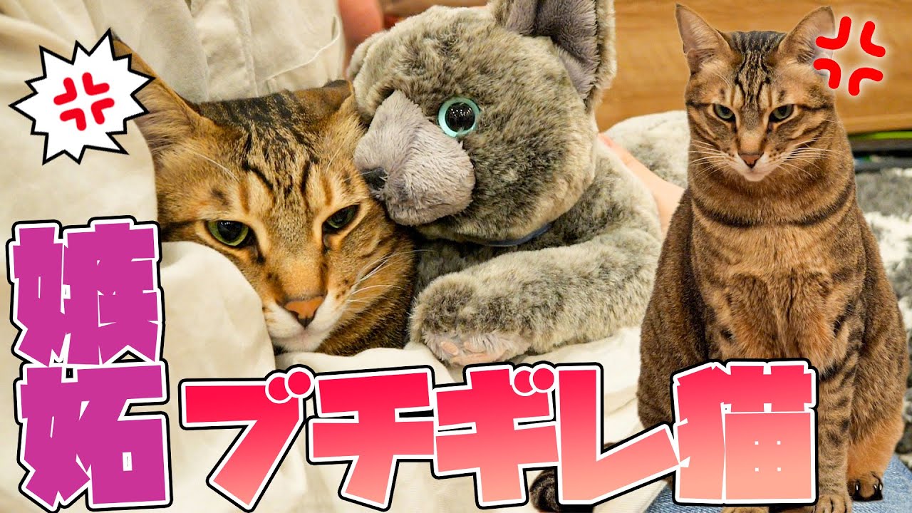 猫たちの前でぬいぐるみを可愛がったら猫が嫉妬でキレてしまいました