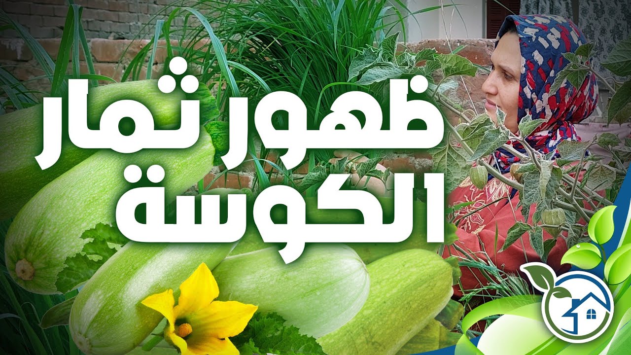 ظهور أول ثمار الكوسه على السطح