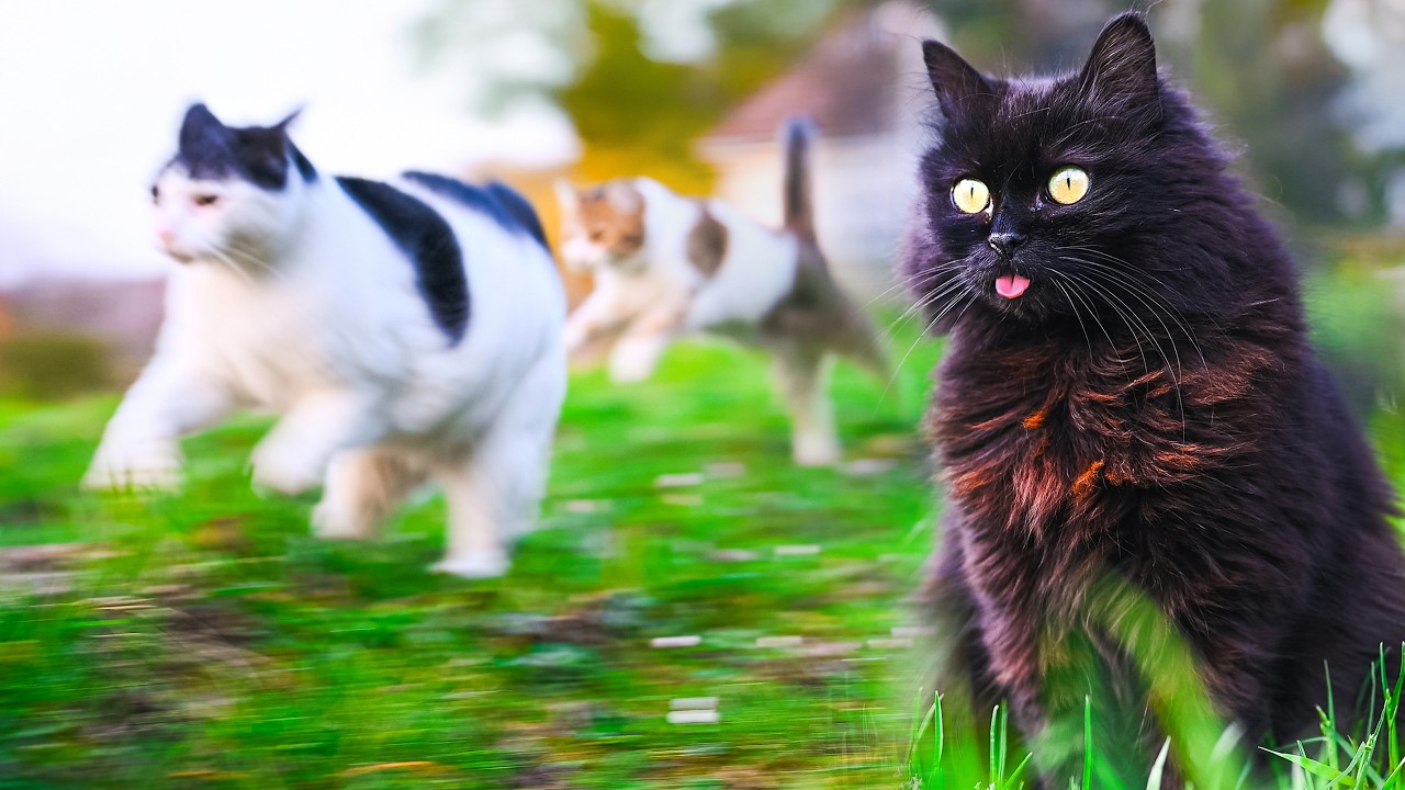 Why Is Petit So Excited? 😹 Garden Cats Chaos | No AI, No Music