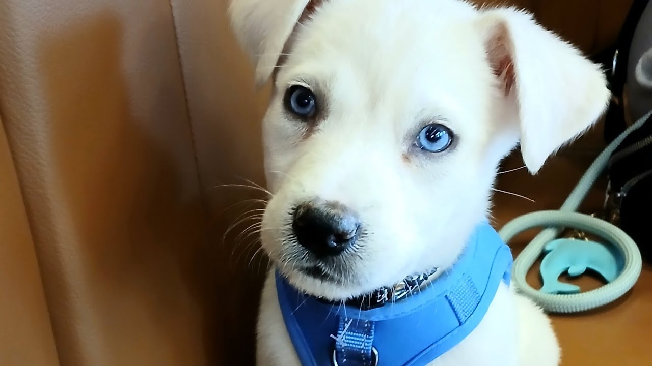 A day out in vegas with my husky puppy 