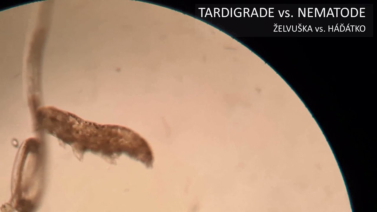 Epic battle: Tardigrade vs Nematode