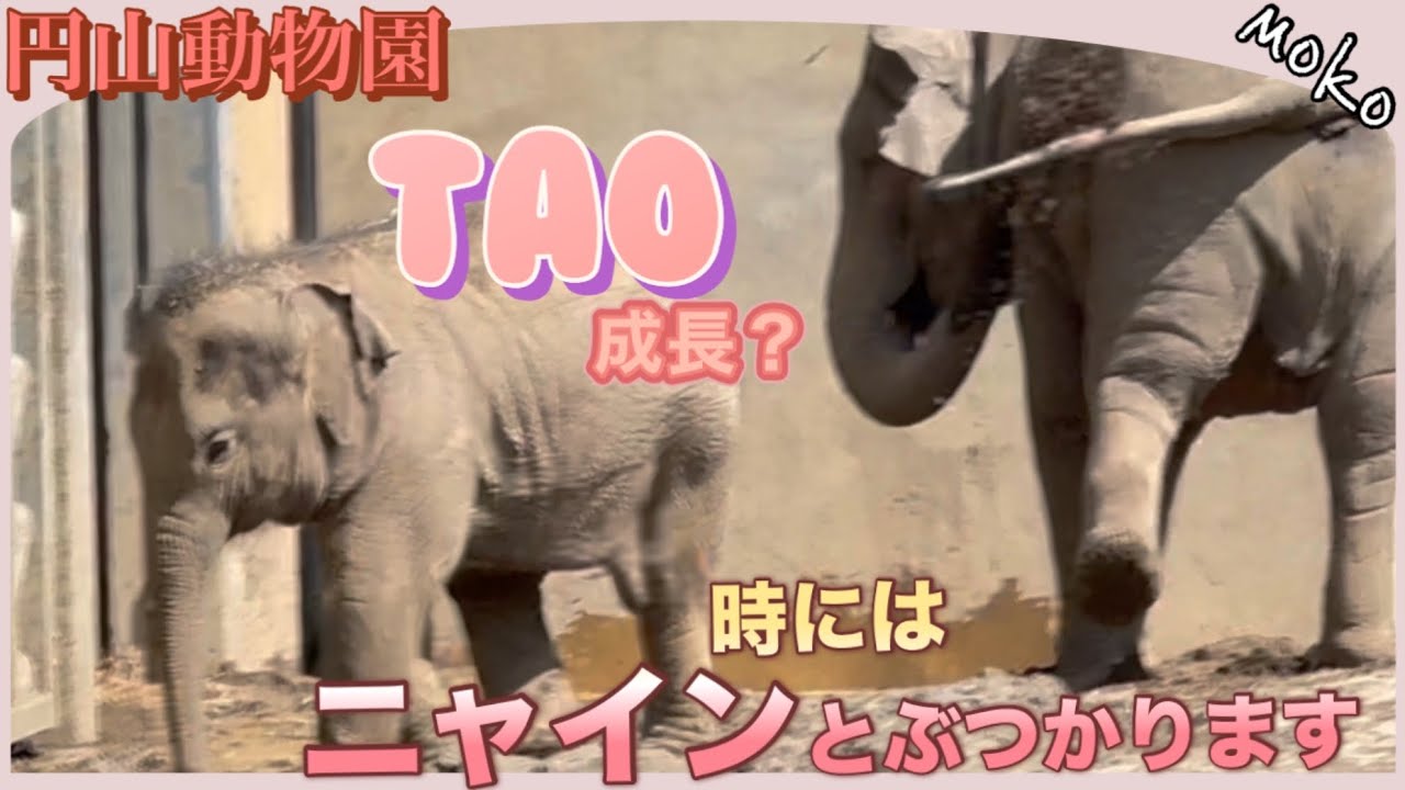 【タオ】時には【ニャイン】とぶつかる時もある💢