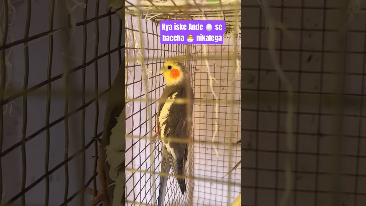 batao kya hone wala hai 