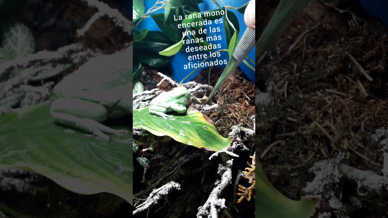 Phyllomedusa sauvagii 🐸 Rana mono encerada 🤙🏼