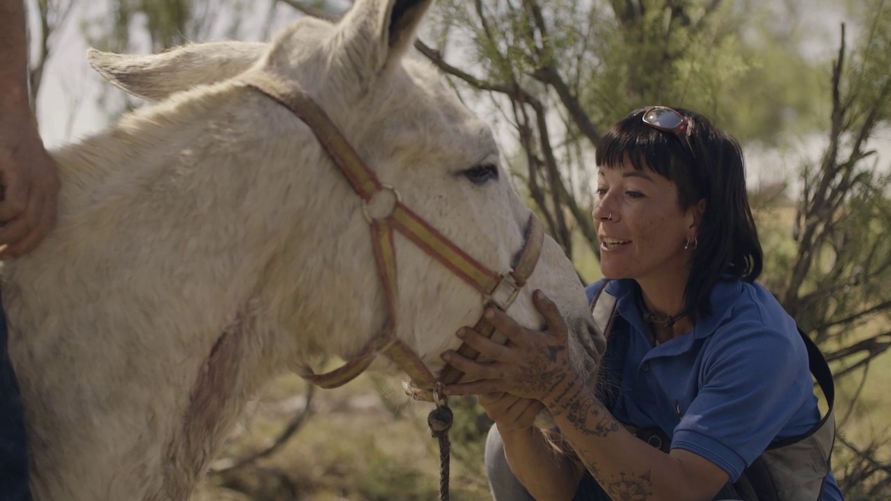 El Rocio - the exhausted mule
