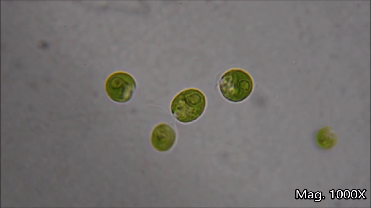 Chlamydomonas reinhartii under the microscope