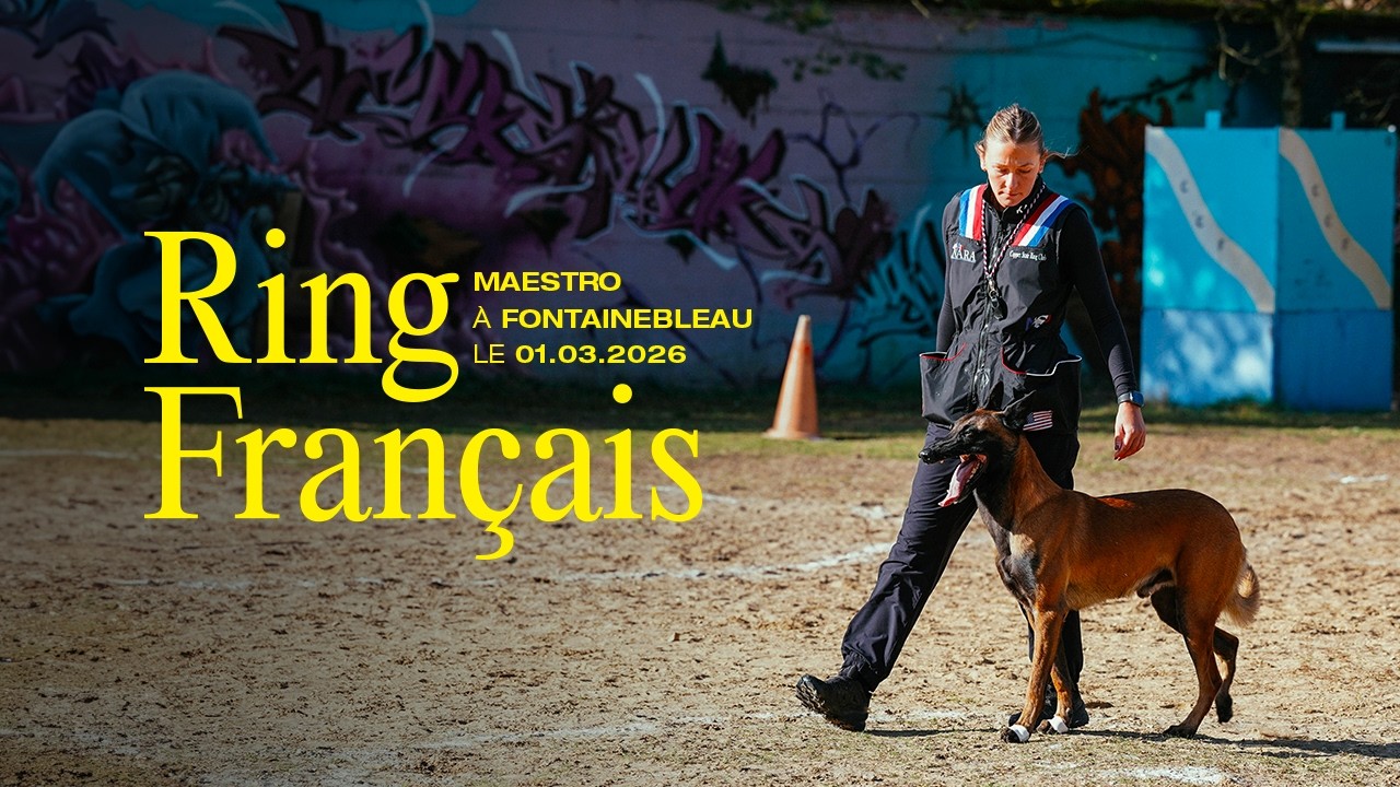 Ring Français - Maestro du Chenil de Chasseur 2