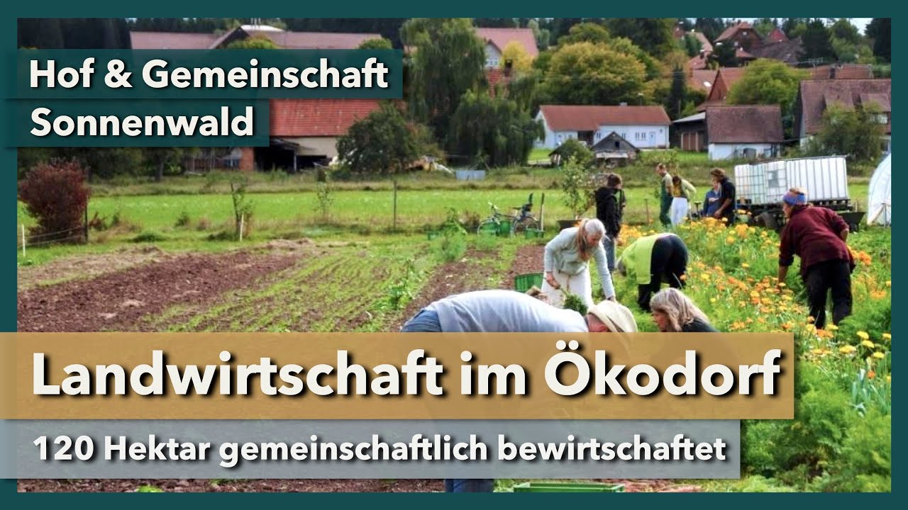 Landwirtschaft im Ökodorf - 70 Hektar gemeinsam bewirtschaftet | Hof Sonnenwald | 2024 | Teil 1