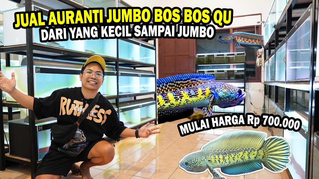 MULAI Rp 600.000? JUAL CHANNA AURANTI JUMBO BOS BOS QU DIGALERI #bosbosqu