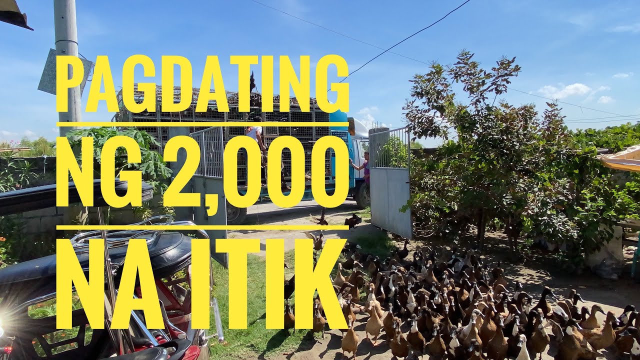 Pagdating ng mga 2,000 na alagang itik
