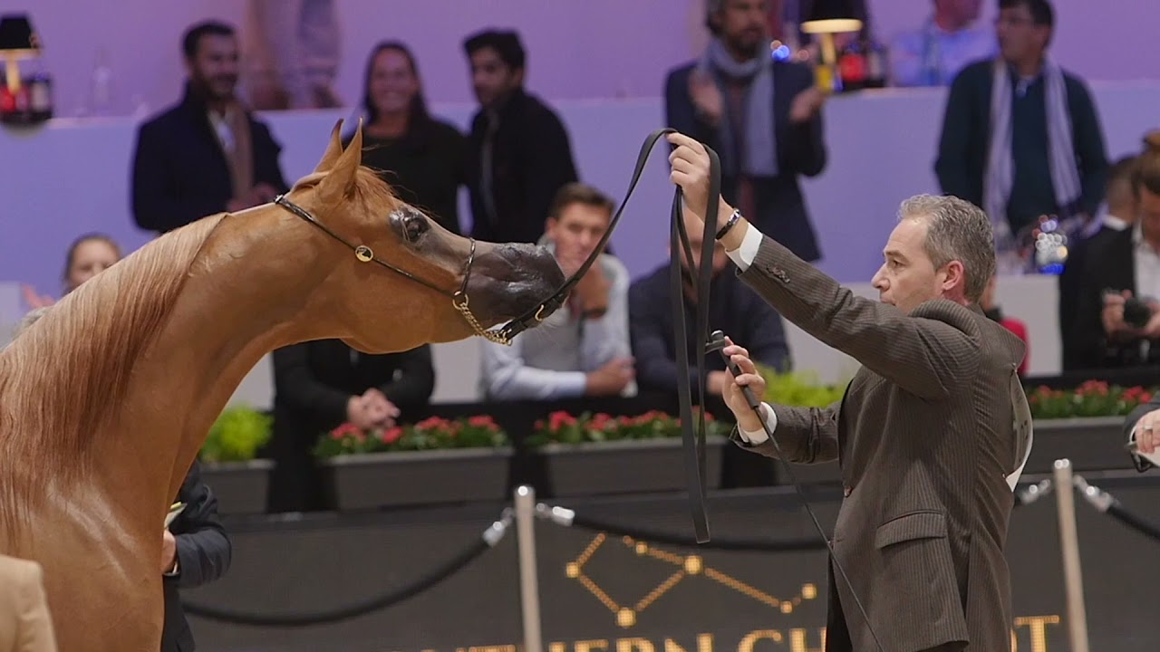 ⚜️ THE AJMAN MONISCIONE SIRE LINE