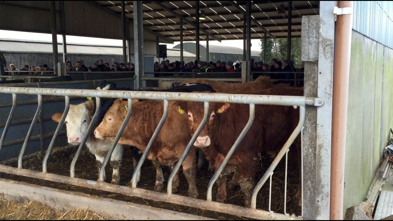 Beef finishing masterclass: 10 years of change at Lisbeg Farms