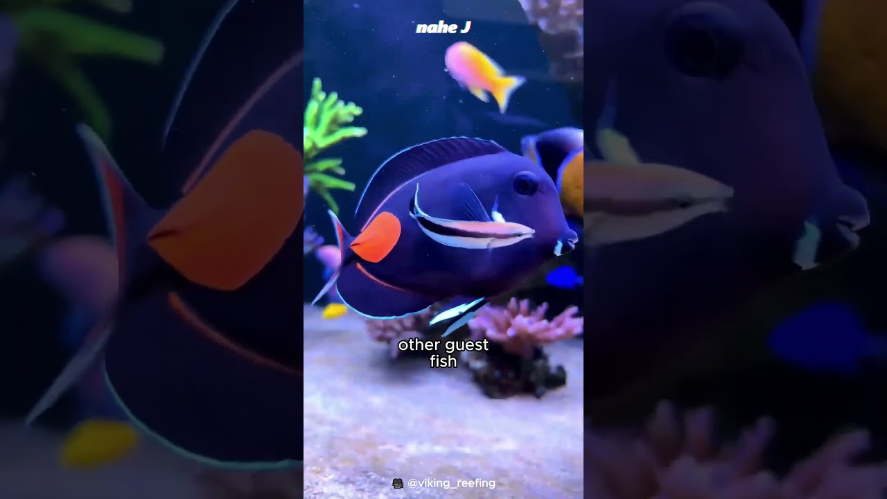 Bluestreak Cleaner Wrasse Fish 