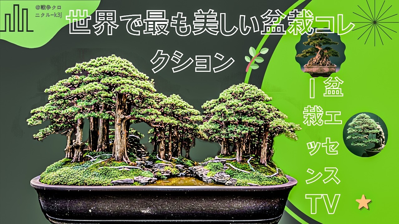 世界で最も美しい盆栽コレクション 🌿｜盆栽エッセンスTV