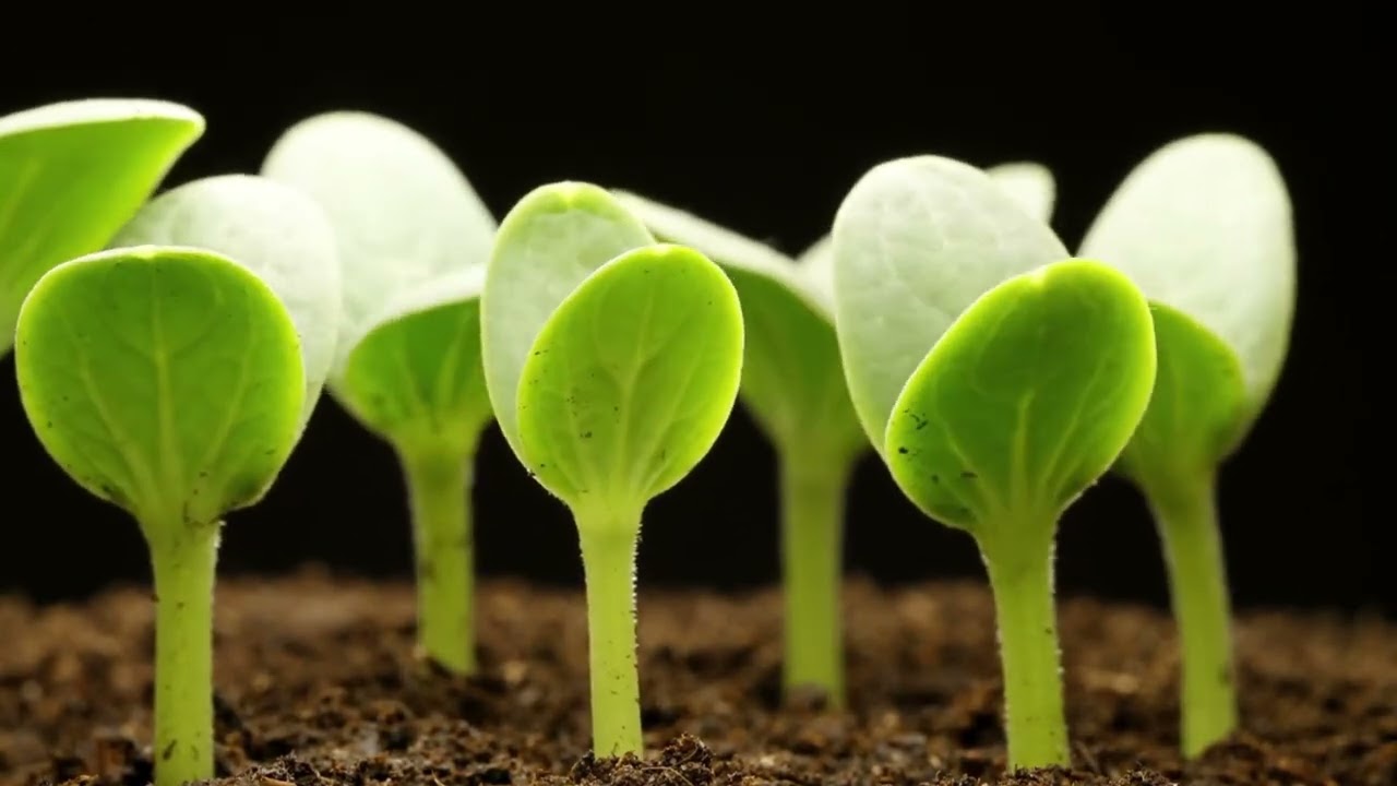 Dan Manciulea - Omul plantă