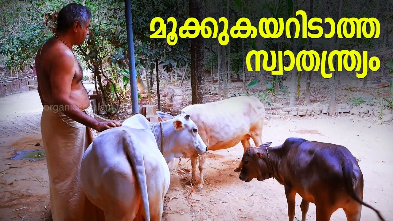പശുക്കൾക്കുമുണ്ട് അവരുടേതായ ഭാഷ | Dairy Farmer | Vechur Breed Cow | Cattle | Harihara Iyer