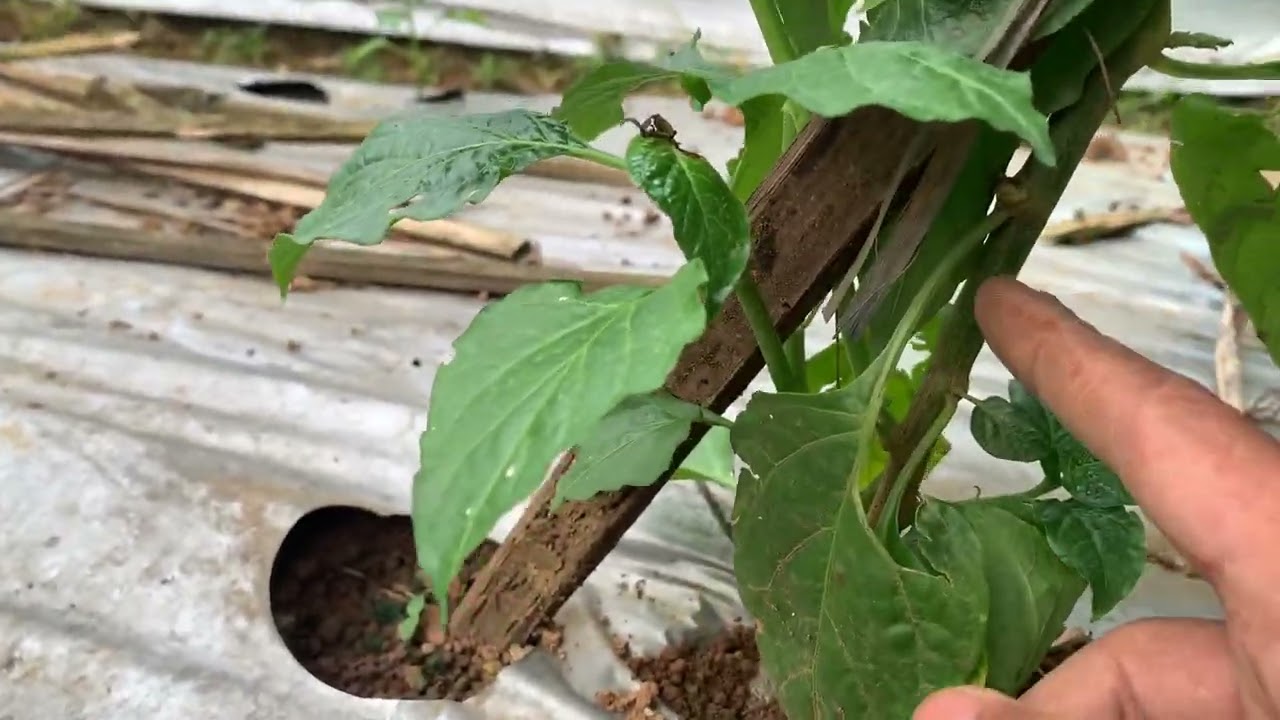 Cara mengatasi busuk batang cabe