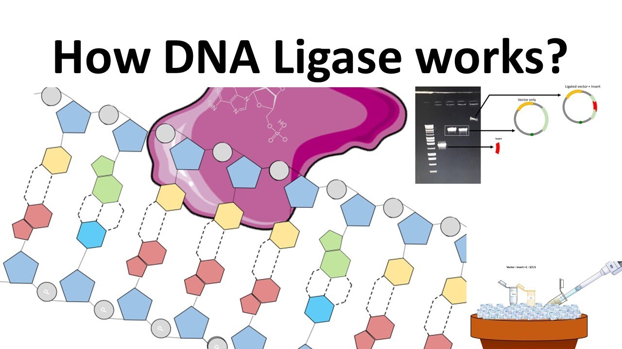 DNA Ligase: How DNA Ligase works?