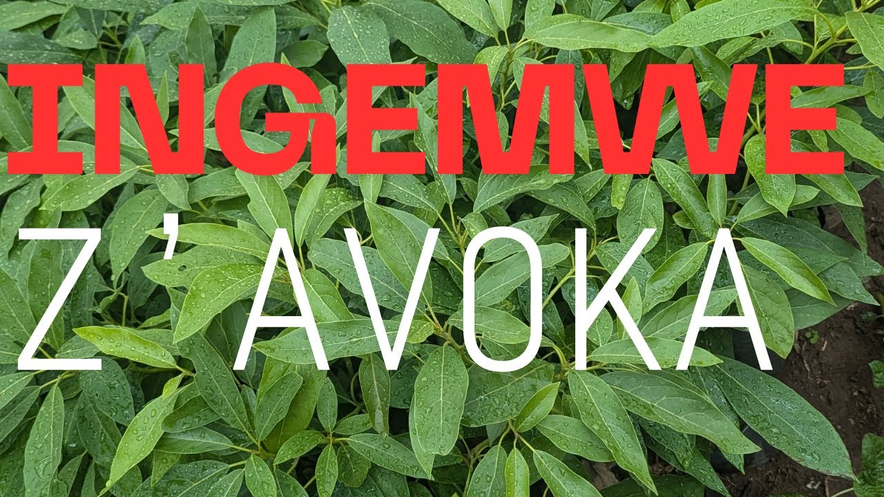 TWASUYE AGRONOME 🌱 UFITE INGEMWE NZIZA ZA AVOKA 🥑 | n’Uko Wahitamo Izikwiye 🌿