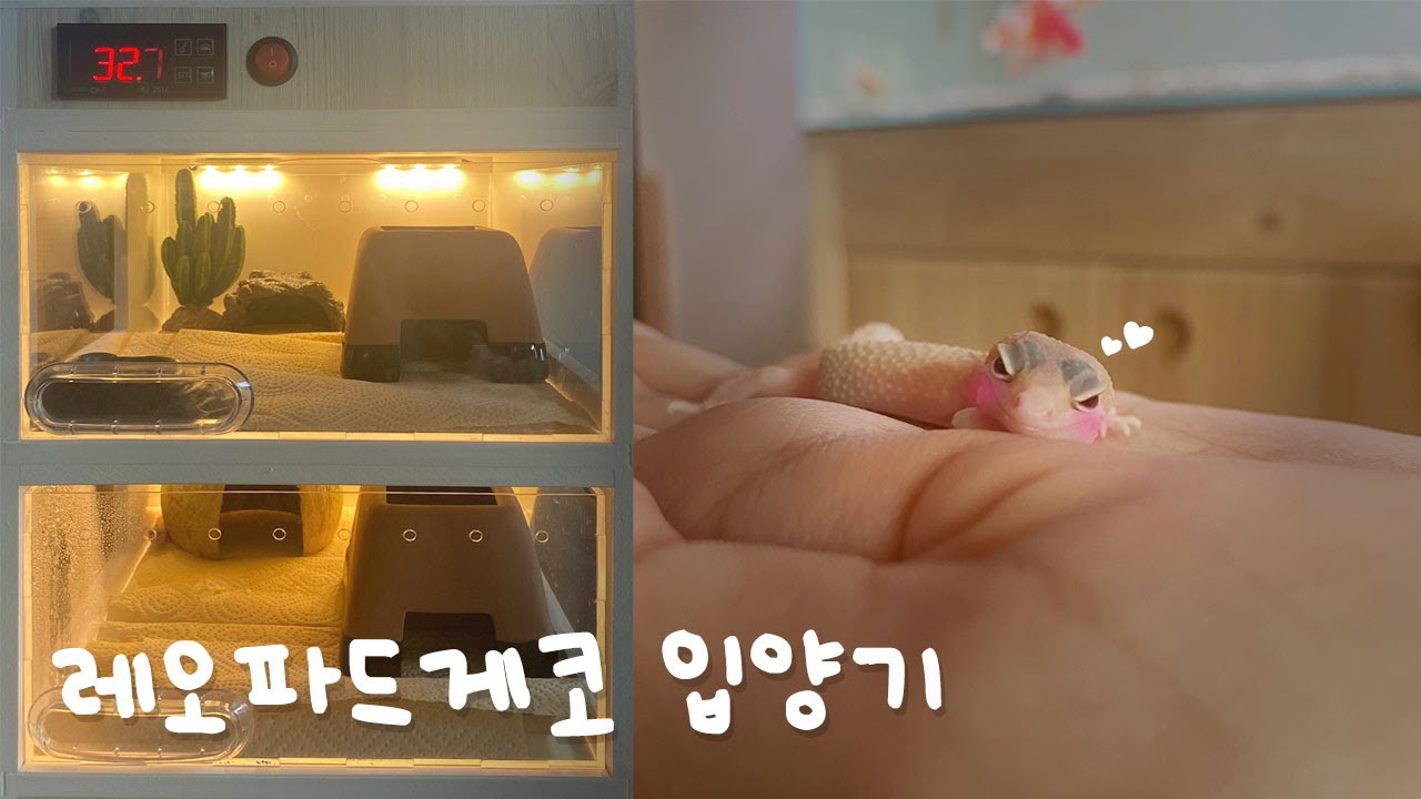 레오파드게코 입양ㅣ딱지 입양기ㅣ사육장 세팅ㅣLeopard Gecko