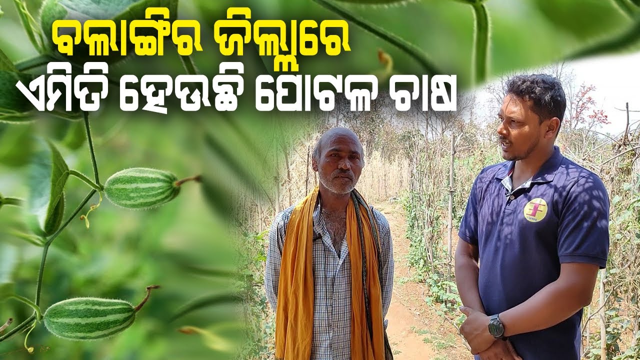 ବଲାଙ୍ଗୀର ଜିଲ୍ଲାରେ ଏମିତି ହେଉଛି ପୋଟଳ ଚାଷ || Parwal Farming in Odisha .