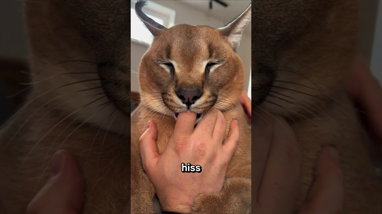 Caracal the wild cat that doesn't Meow 😳#animals #funnyanimals #pets #caracalcat