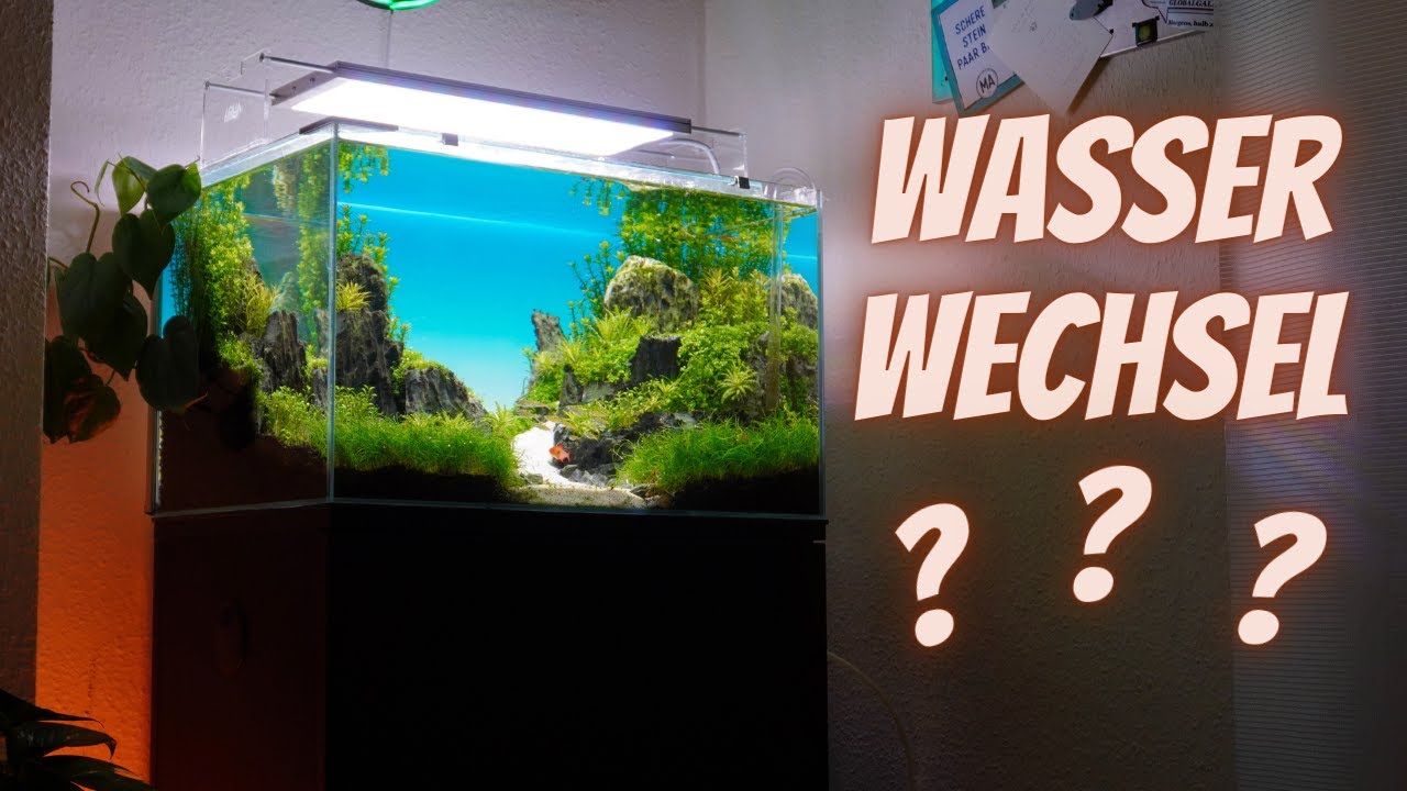 Wasserwechsel im Aquarium ganz EINFACH + Tricks!
