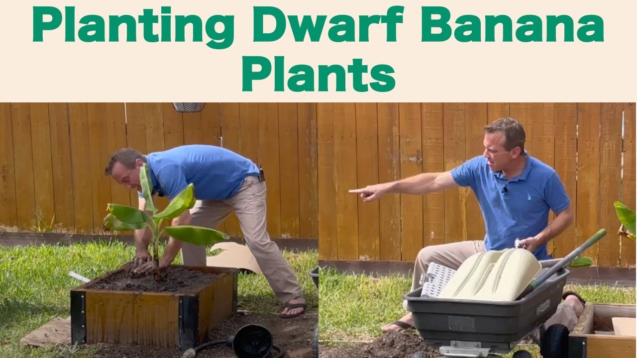 Planting Dwarf Banana Plants