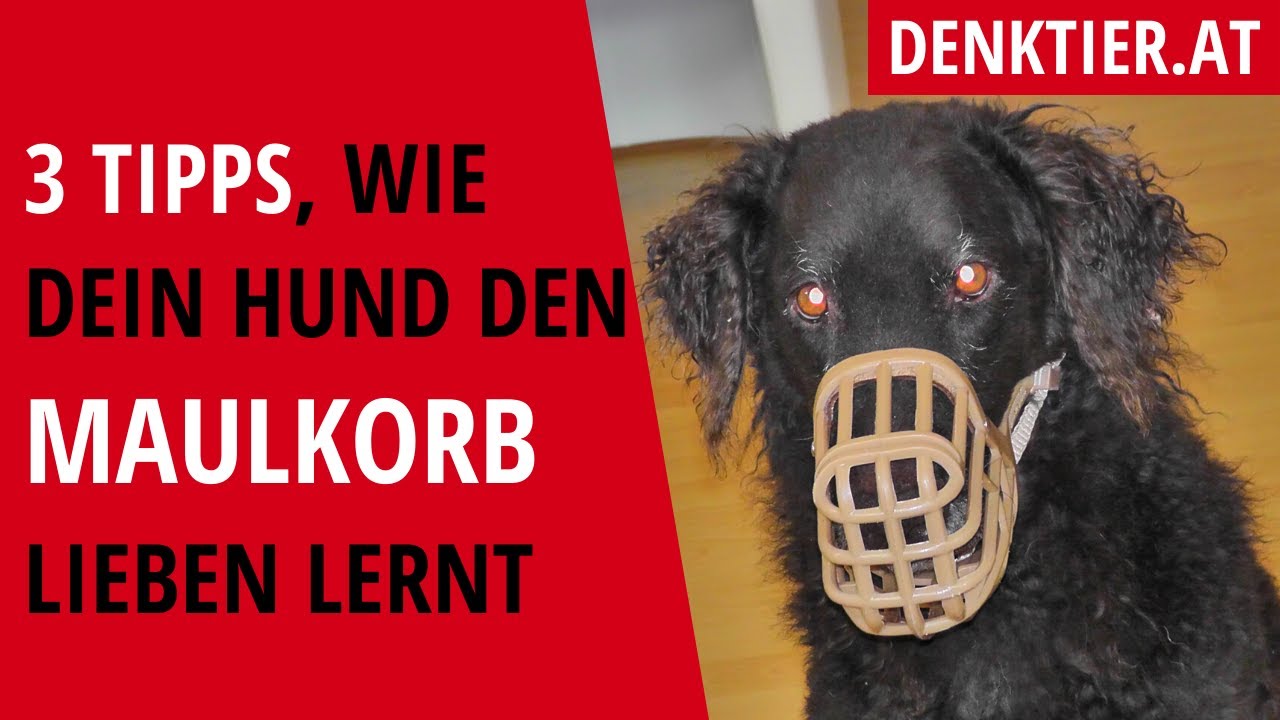 3 tipps zum maulkorb-training
