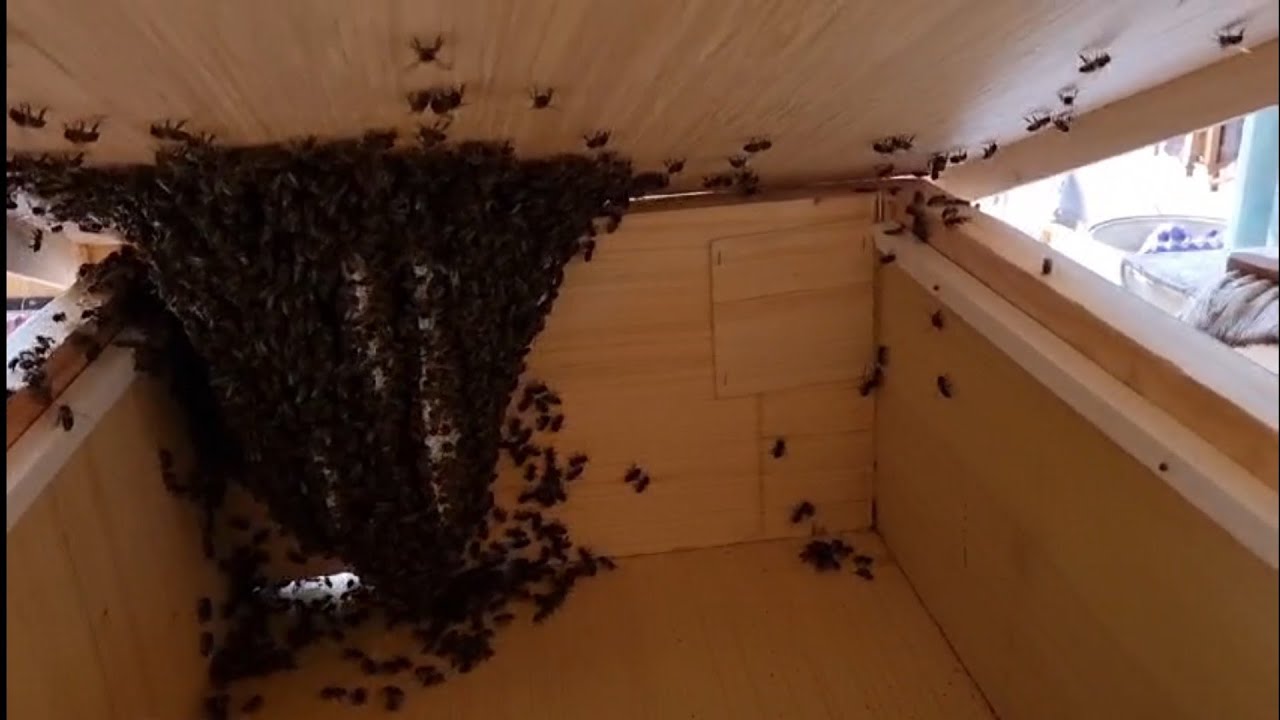 الطرود تلجأ لمناحل نظام أبو سلمان.