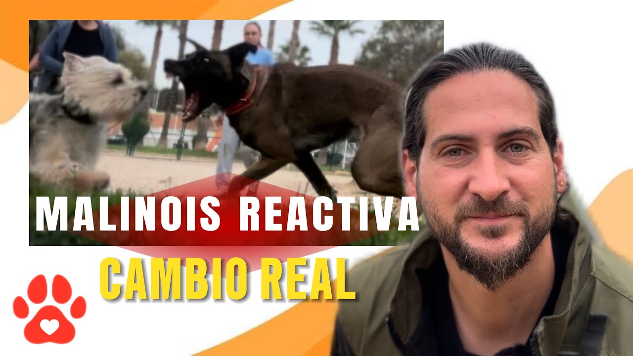 Kira, la Malinois Reactiva: ¡El Comienzo de su Gran Cambio! 🐶💪