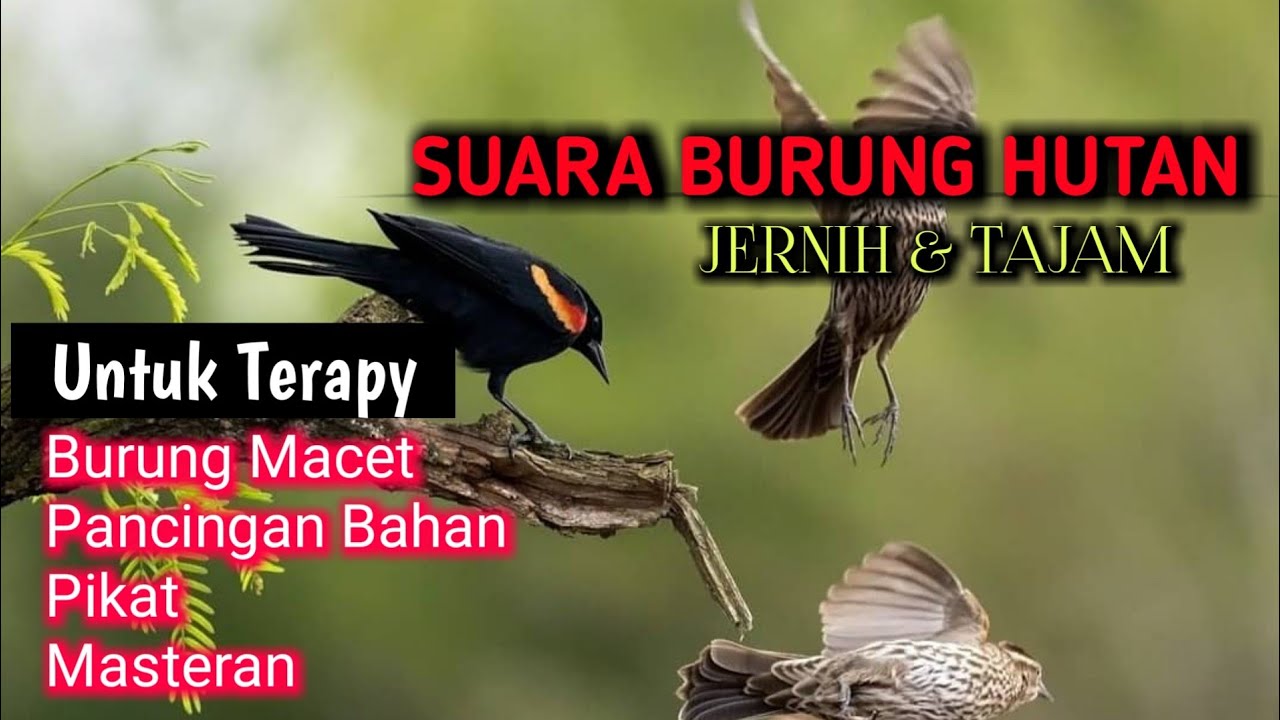 SUARA BURUNG DI HUTAN UNTUK BURUNG MACET MALAS BUNYI - kombinasi semua suara burung