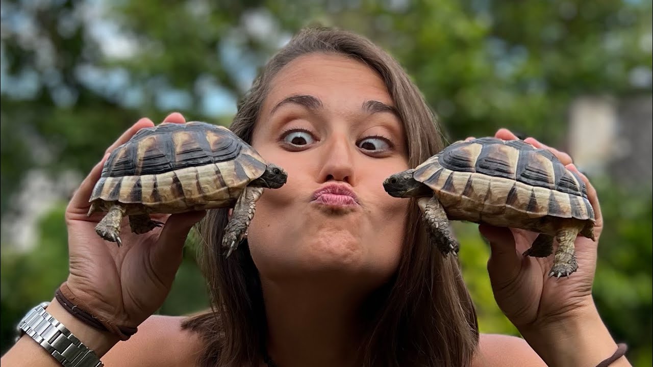 Máme doma zoo #1 největší evropská želva 🐢