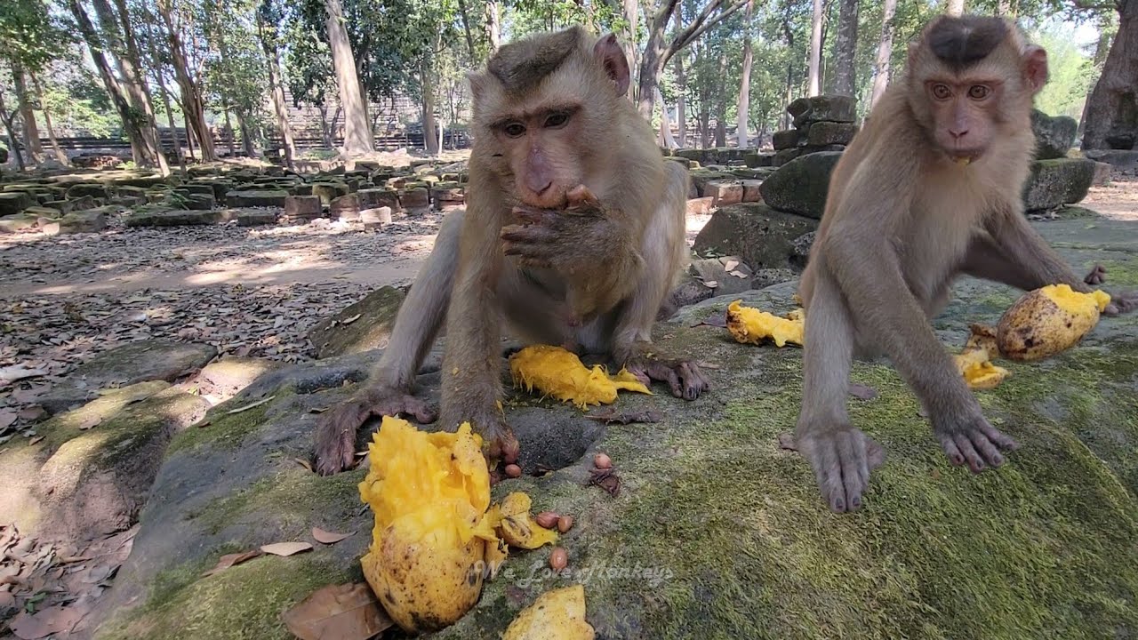 Let's watch adorable monkey Royston, Snoopy and Nico eats manges for snacks yummy💗🥭💛