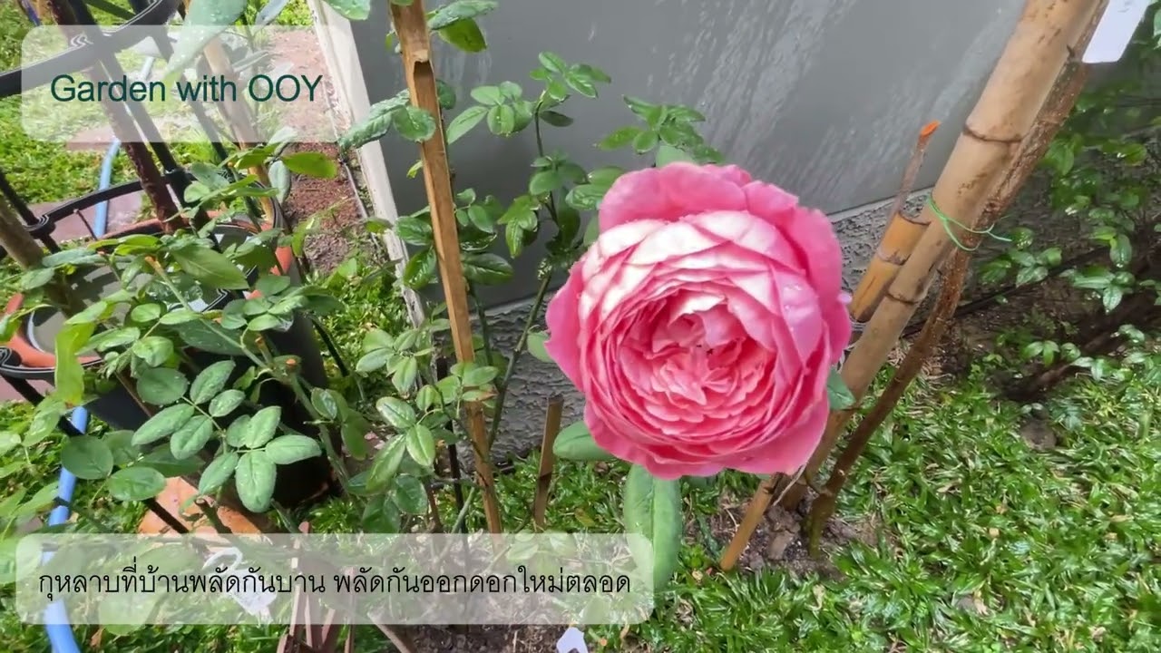 Home & Garden