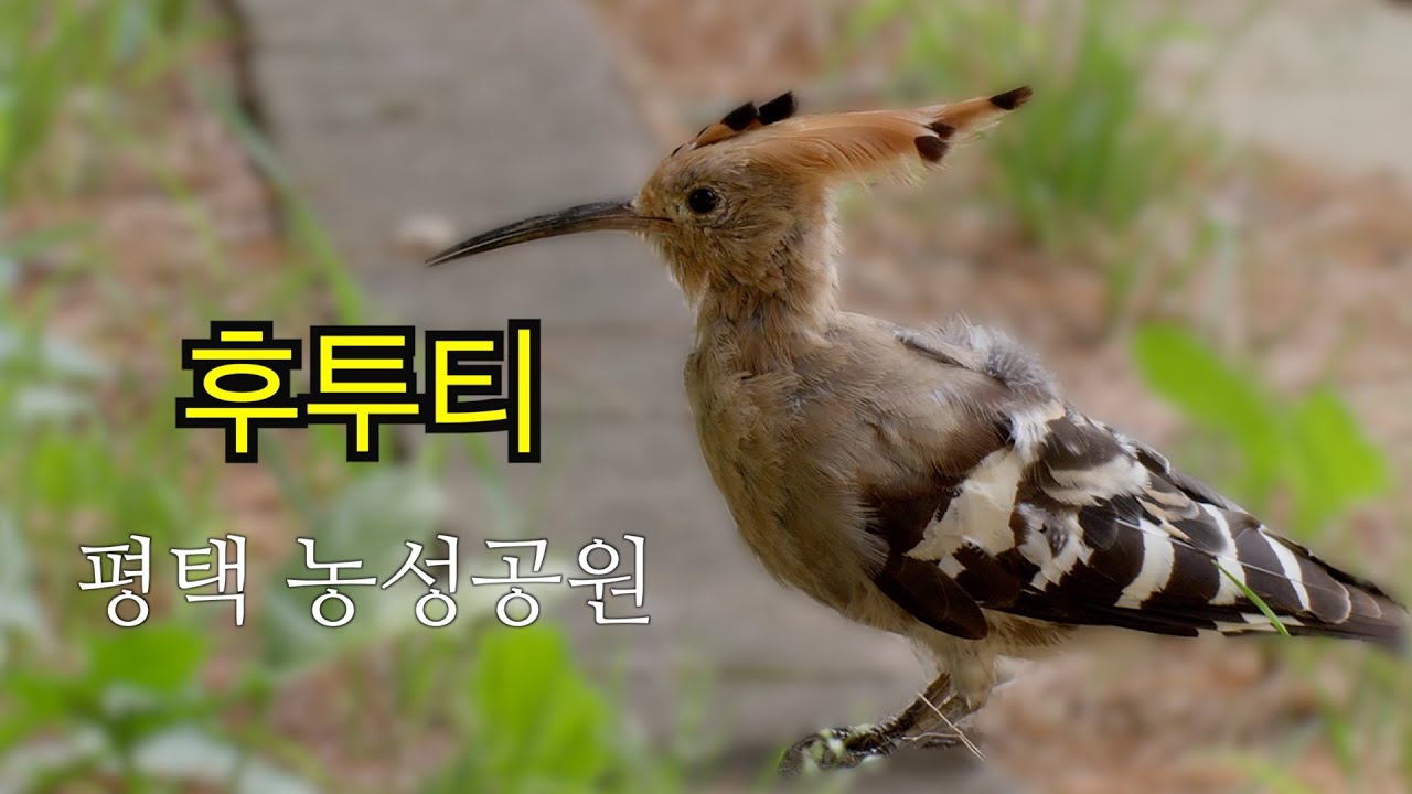 후투티 평택 농성근린공원 오디새