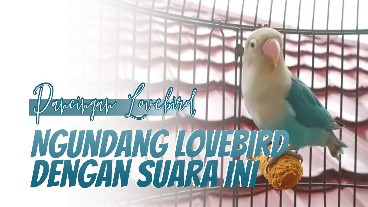 Lovebird Ngekek Pagi Hari, Ngundang Lovebird Yang Lain