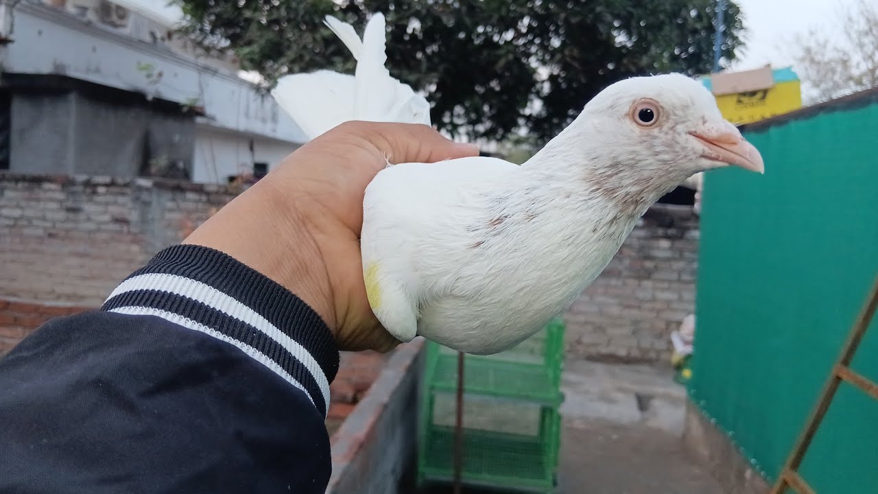 8 जोड़े अंदर वाले !! स्पेशल रिजल्टेड ओरिजिनल Bloodline !! 7494900384 Pihu #Pigeons !! Deelhi
