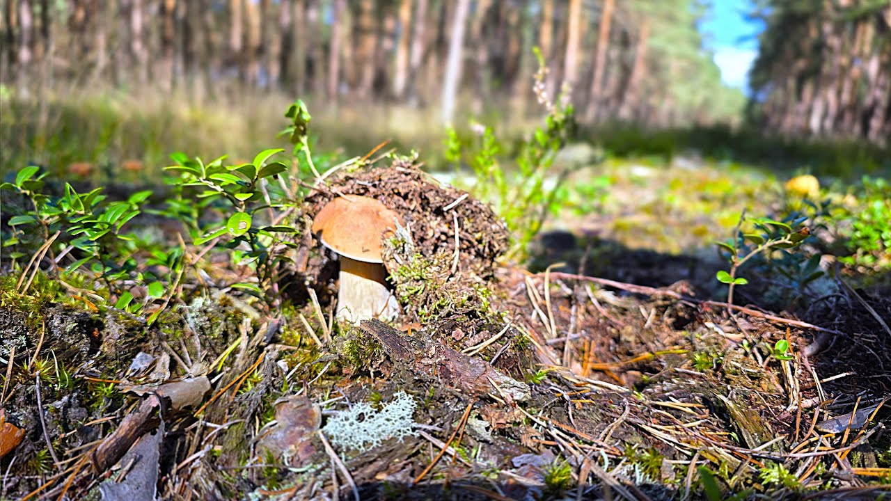 GRZYBOWE SZALEŃSTWO W LASACH TRZEBIELINA