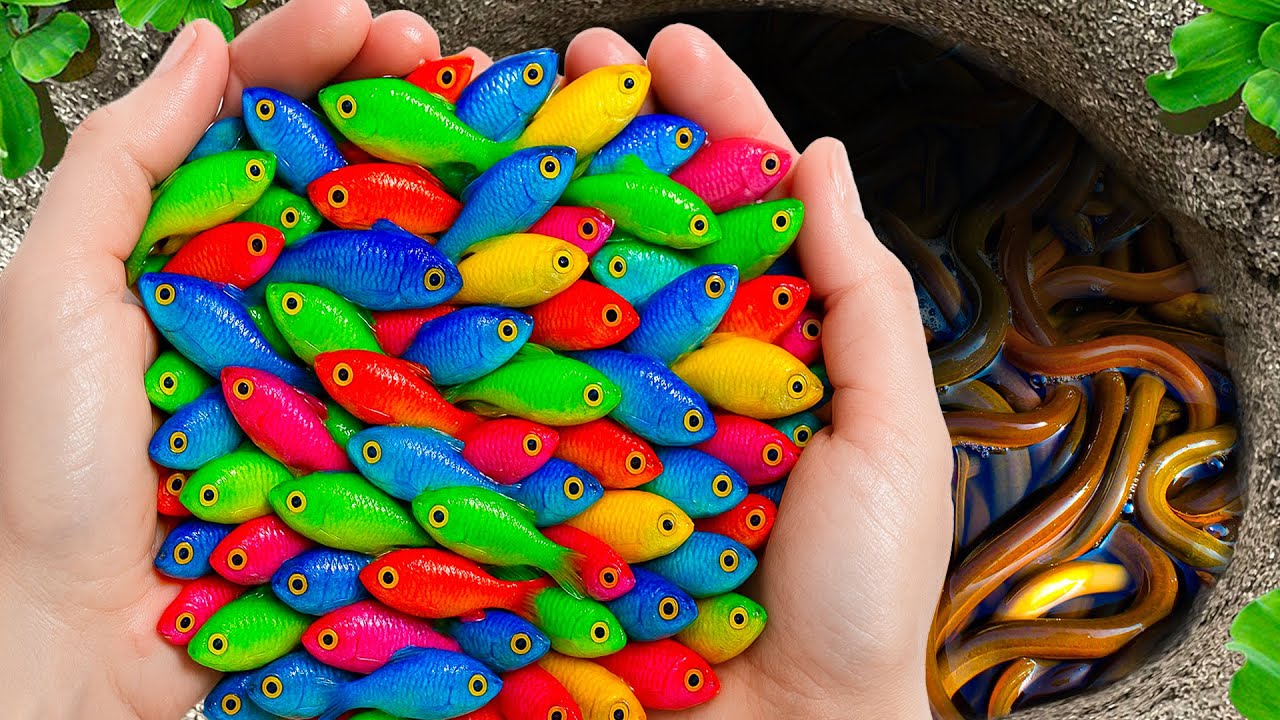 Catch Stranger Aquarium Fish in Giant Colorful Eggs, Spear Tail Guppy, Swordtail Fish, Pencil Fish